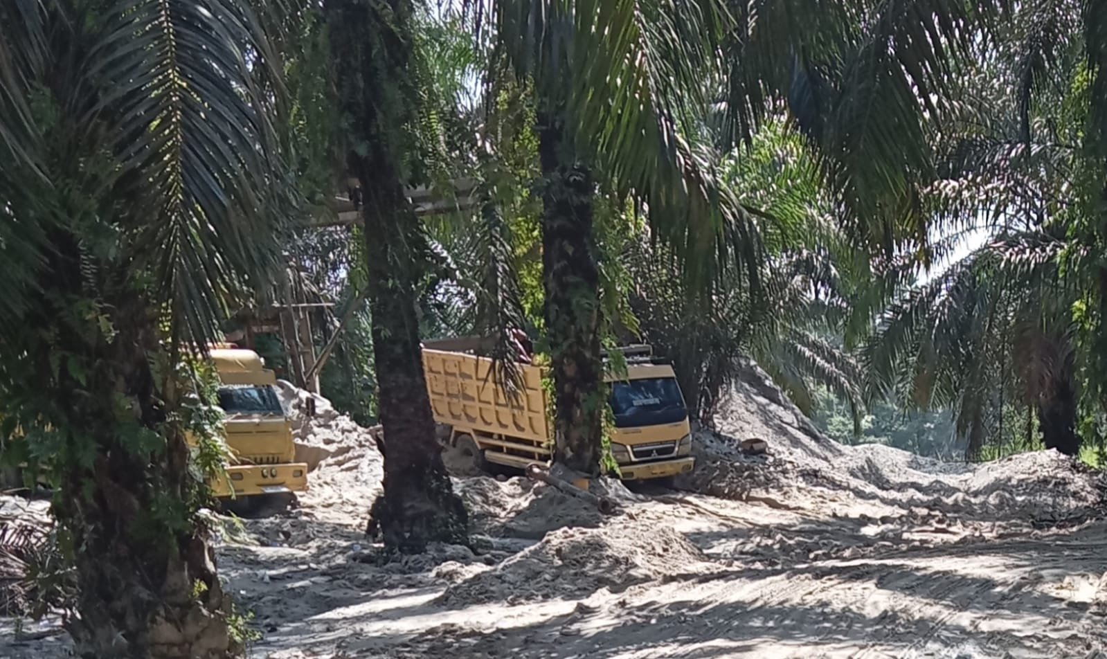 Aktivitas Akuari Dusun Telanai Teratak Buluh Rusak Ekosistem Sungai Kampar, Aparat Diminta Bertindak Tegas